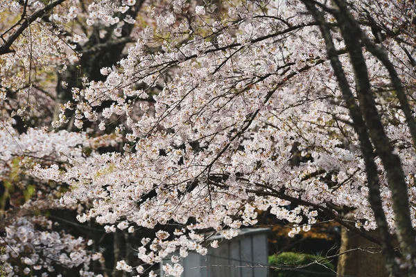 奈良県吉野の桜 毎年開催される桜祭りは 日本の何千年もの伝統文化です — ストック写真