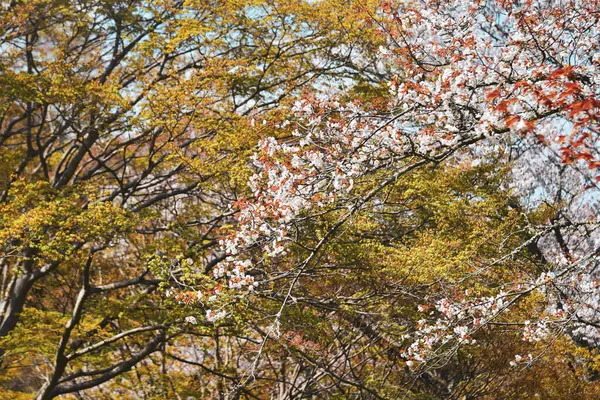Flor Cerezo Yoshino Nara Japón Festival Anual Flores Cerezo Una —  Fotos de Stock