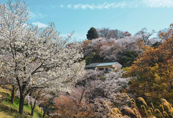 Körsbärsblomma Yoshino Nara Japan Den Årliga Körsbärsblomman Festival Kulturell Tradition — Stockfoto