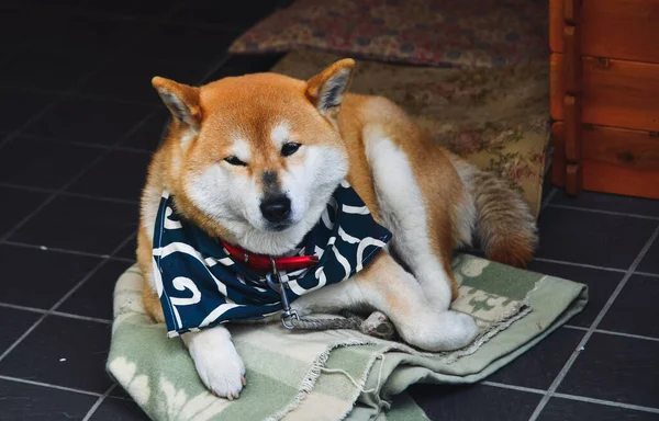 Uroczy Pies Shiba Inu Relaksujący Się Domu Shibas Uważane Najstarsze — Zdjęcie stockowe