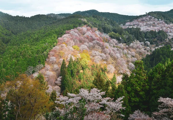 Flor Cereja Yoshino Nara Japão Festival Anual Flores Cerejeira Uma — Fotografia de Stock