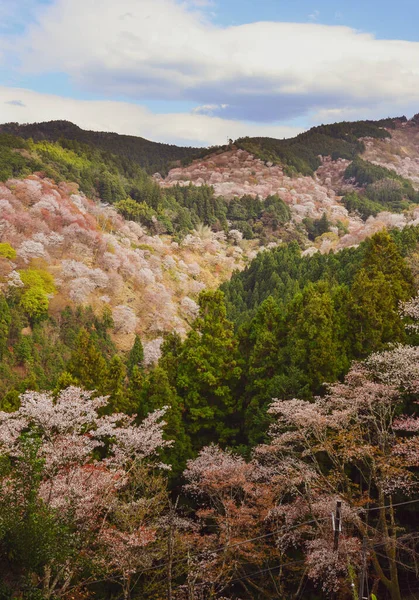 Třešňový Květ Yoshinu Nara Japonsko Každoroční Festival Třešňových Květů Japonsku — Stock fotografie