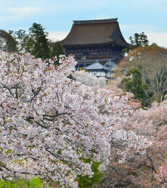 Flor Cerezo Pagoda Budista Nara Japón Festival Anual Flores Cerezo — Foto de Stock