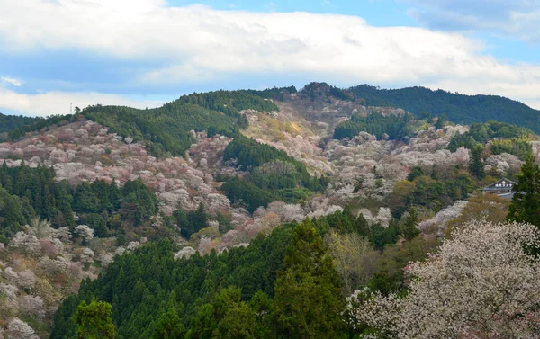 日本奈良吉野的樱花 在日本 一年一度的樱花节是几千年来的文化传统 — 图库照片