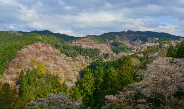 Třešňový Květ Yoshinu Nara Japonsko Každoroční Festival Třešňových Květů Japonsku — Stock fotografie