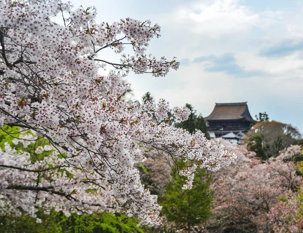 Flor Cerezo Yoshino Nara Japón Festival Anual Flores Cerezo Una — Foto de Stock