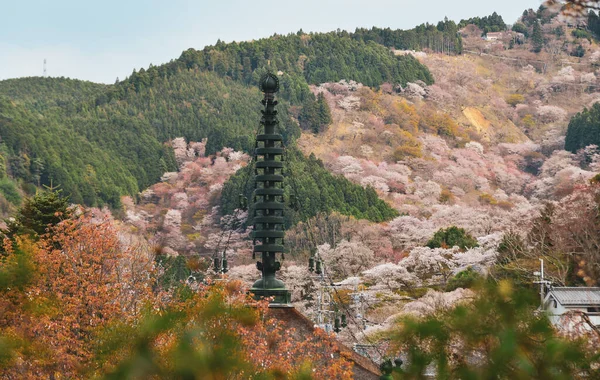 Yoshino Nara Japonya Kiraz Çiçeği Japonya Her Yıl Düzenlenen Kiraz — Stok fotoğraf