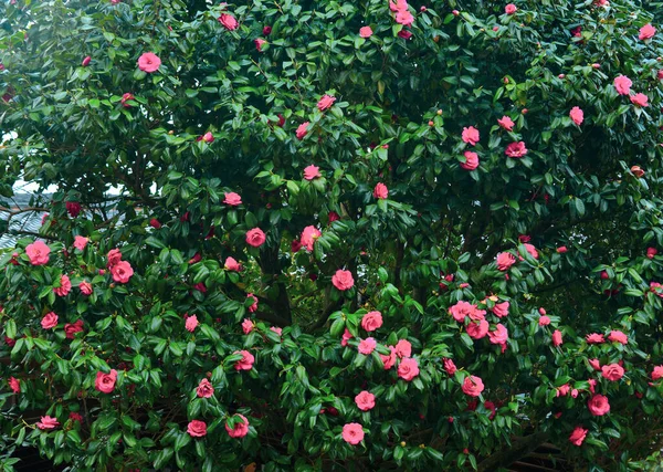 Pink Camellia Flowers Blooming Springtime Public Park Nara Japan — Stock Photo, Image