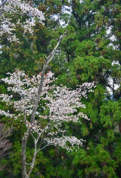 Flor Cereja Yoshino Nara Japão Festival Anual Flores Cerejeira Uma — Fotografia de Stock