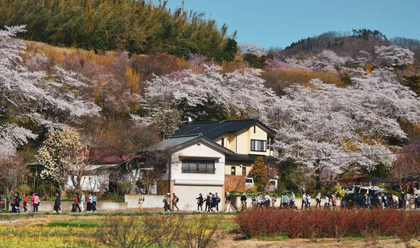 Nara Japón Abril 2019 Los Turistas Van Ver Flores Cerezo — Foto de Stock