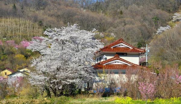 Kirschblüte Yoshino Nara Japan Das Jährliche Kirschblütenfest Ist Japan Seit — Stockfoto