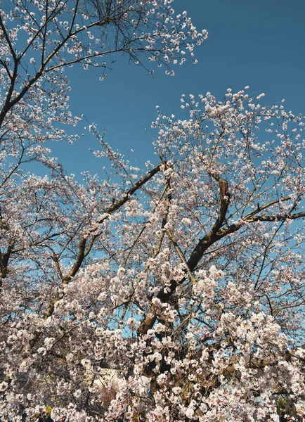 Flor Cereja Yoshino Nara Japão Festival Anual Flores Cerejeira Uma — Fotografia de Stock