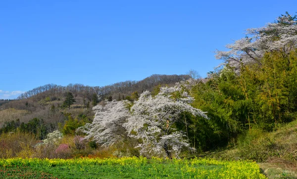 奈良県吉野の桜 毎年開催される桜祭りは 日本の何千年もの伝統文化です — ストック写真