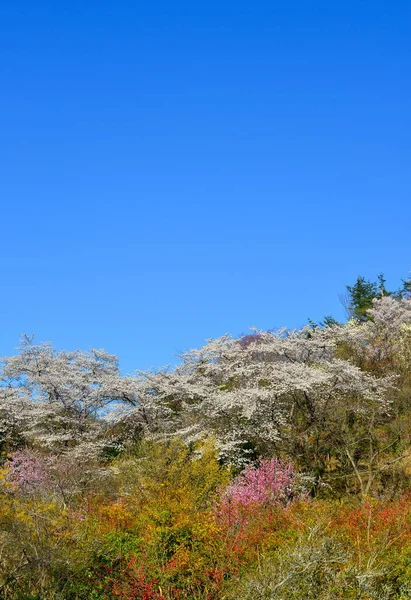 Cherry Blossom Yoshino Nara Japan Annual Cherry Blossom Festival Cultural — Stock Photo, Image