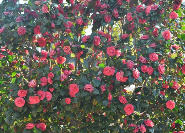 Flores Camélia Rosa Florescendo Primavera Parque Público Nara Japão — Fotografia de Stock