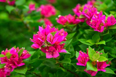 Renkli renkli (Begonvil glabra Choisy güzel pembe Begonviller (kağıt çiçekler)).