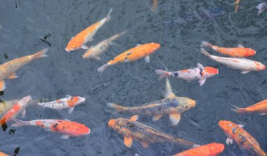 Hoi An, Vietnam 'daki Zen bahçesinde koi balığı..