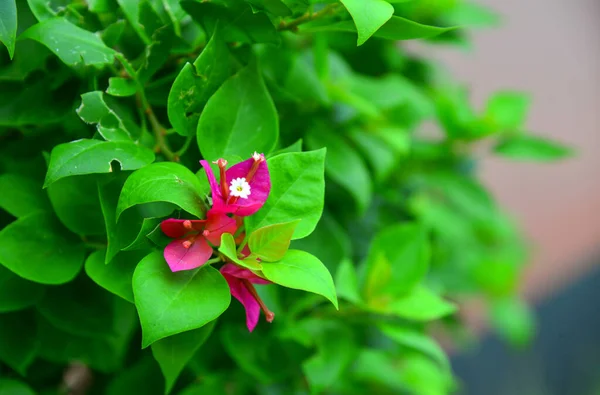 Vackra Magenta Bougainvillea Pappersblommor Färgglad Färg Bougainvillea Glabra Choisy — Stockfoto