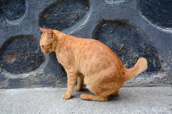 Härligt Brun Katt Som Leker Gatan Lombok Island Indonesien — Stockfoto