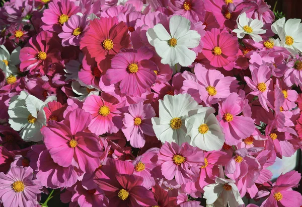 Cosmos Flores Bajo Luz Del Sol Tienda Kyoto Japón — Foto de Stock