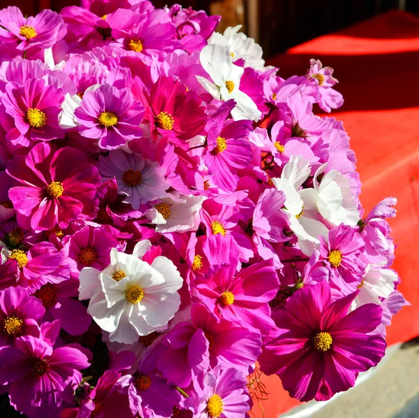 Cosmos Flores Bajo Luz Del Sol Tienda Kyoto Japón —  Fotos de Stock