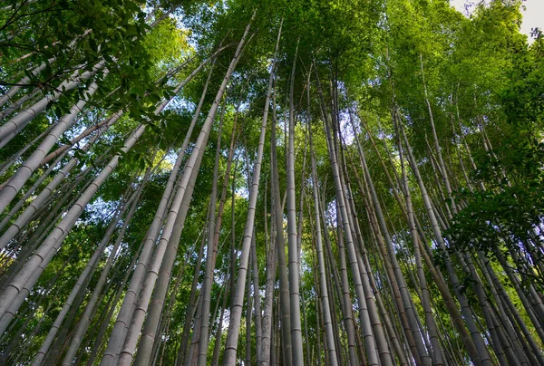 Bambusový Les Pod Slunečními Paprsky Arashiyamě Kjóto Japonsko — Stock fotografie