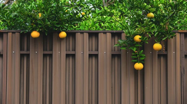 Cerca Está Decorada Con Ramas Naranjo Cargado Fruta —  Fotos de Stock
