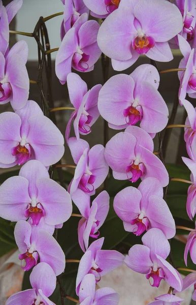 Fialová Orchidej Květinářství Kjótu Japonsko — Stock fotografie