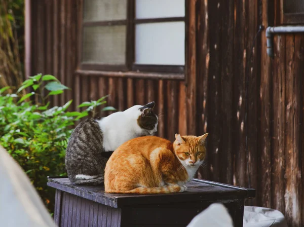 Кошки Отдыхают Деревянном Доме Киото Япония — стоковое фото