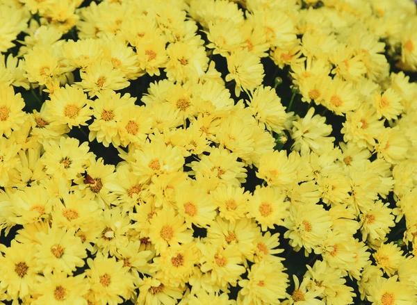 Flores Margarida Amarelas Florescendo Dia Ensolarado Primavera — Fotografia de Stock
