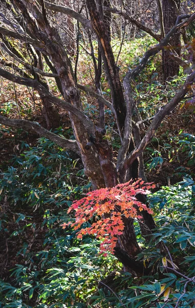 Осенние Листья Солнечный День Городе Кусацу Онсен Гунма Япония — стоковое фото