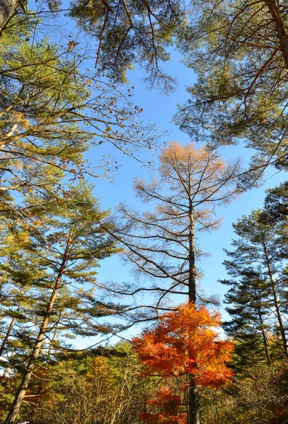 群馬県草津温泉町の晴れた日に紅葉 — ストック写真