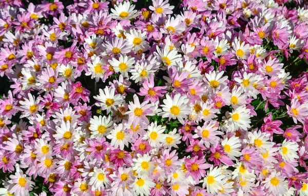 Fleurs Marguerite Jaune Fleurissant Jour Ensoleillé Printemps — Photo