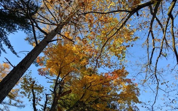 日本贡马Kusatsu Onsen镇的秋叶天气晴朗 — 图库照片