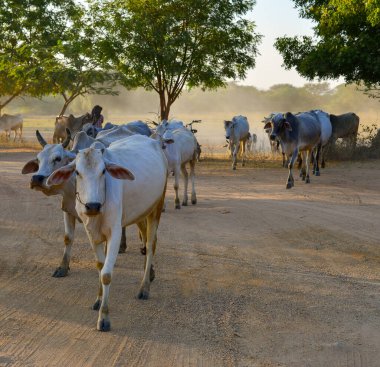 İnekler Bagan, Myanmar 'daki tozlu yolda batan güneşin altında ahıra geri çekiliyor..
