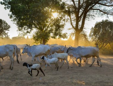 İnekler Bagan, Myanmar 'daki tozlu yolda batan güneşin altında ahıra geri çekiliyor..