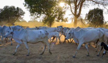 İnekler Bagan, Myanmar 'daki tozlu yolda batan güneşin altında ahıra geri çekiliyor..