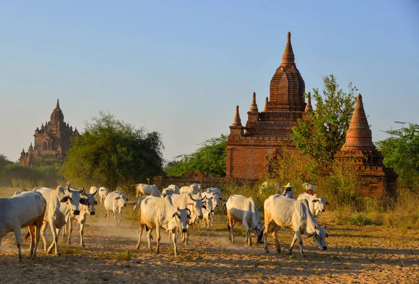 Krávy Stahují Stodoly Zapadajícím Slunci Prašné Cestě Baganu Myanmaru — Stock fotografie