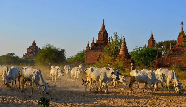 Krávy Stahují Stodoly Zapadajícím Slunci Prašné Cestě Baganu Myanmaru — Stock fotografie