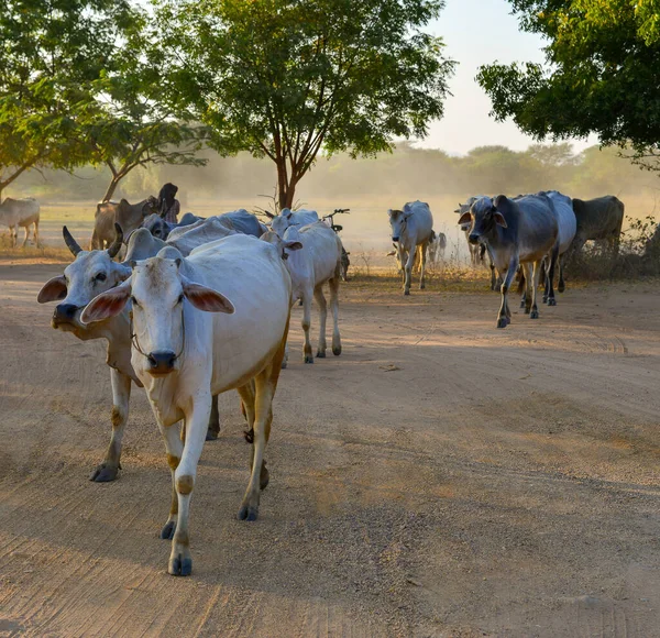 Cows Pulling Back Barn Setting Sun Dusty Road Bagan Myanmar — Stock Photo, Image