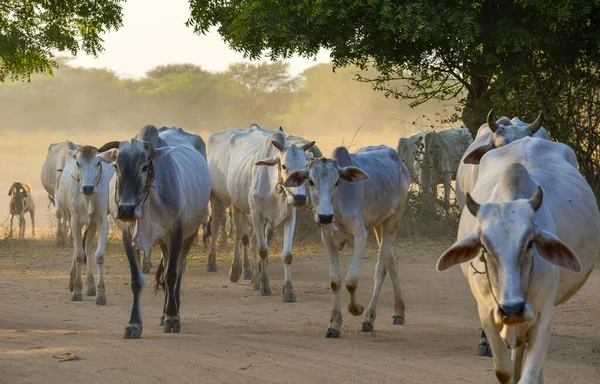 Die Kühe Die Sich Der Untergehenden Sonne Auf Der Staubigen — Stockfoto