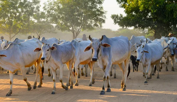 Cows Pulling Back Barn Setting Sun Dusty Road Bagan Myanmar — Stock Photo, Image