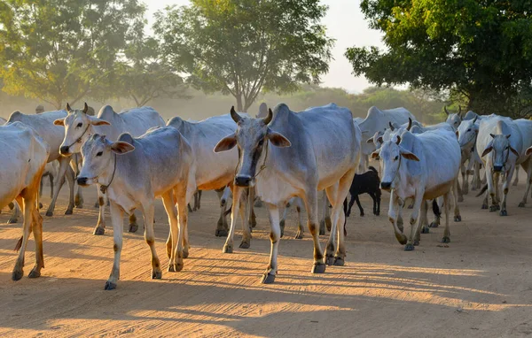 Cows Pulling Back Barn Setting Sun Dusty Road Bagan Myanmar — Stock Photo, Image