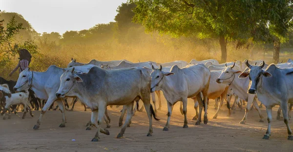 Koeien Trekken Zich Terug Naar Schuur Ondergaande Zon Stoffige Weg — Stockfoto