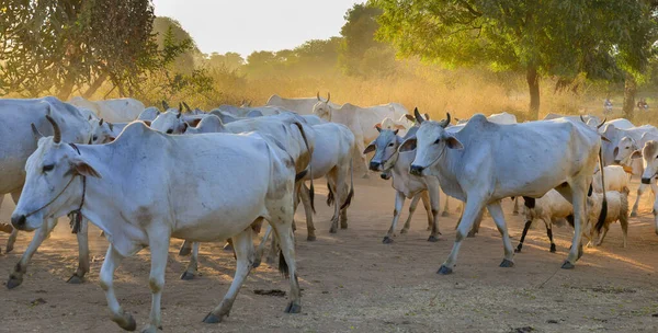 Cows Pulling Back Barn Setting Sun Dusty Road Bagan Myanmar — Stock Photo, Image