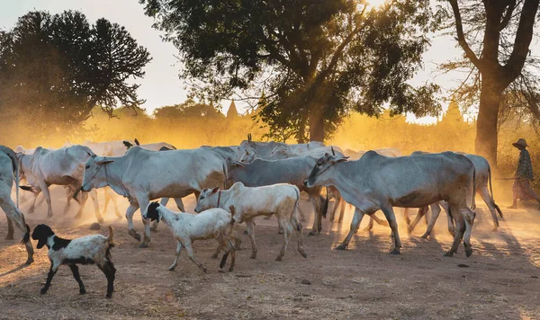Коровы Возвращаются Сарай Закате Солнца Пыльной Дороге Багане Мьянма — стоковое фото