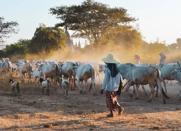 Cows Pulling Back Barn Setting Sun Dusty Road Bagan Myanmar — Stock Photo, Image