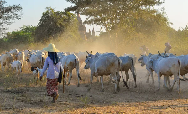 Koeien Trekken Zich Terug Naar Schuur Ondergaande Zon Stoffige Weg — Stockfoto