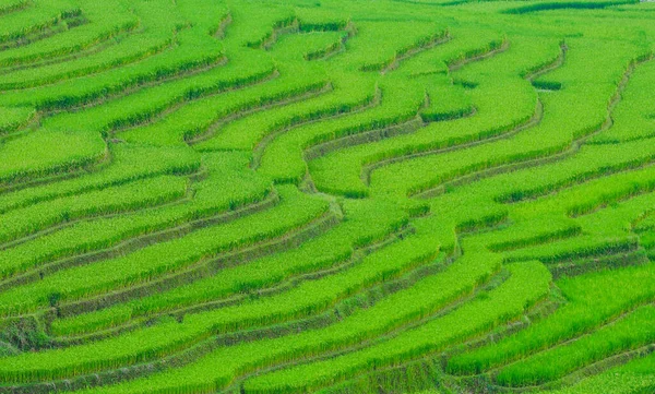 Террасовое Рисовое Поле Сапе Вьетнам Сапа Террасных Полей Являются Одним — стоковое фото