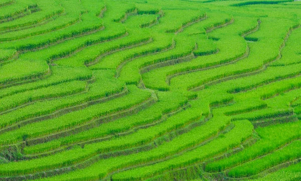 Γήπεδο Ρυζιού Στο Sapa Βιετνάμ Sapa Terraced Πεδία Είναι Ένα — Φωτογραφία Αρχείου